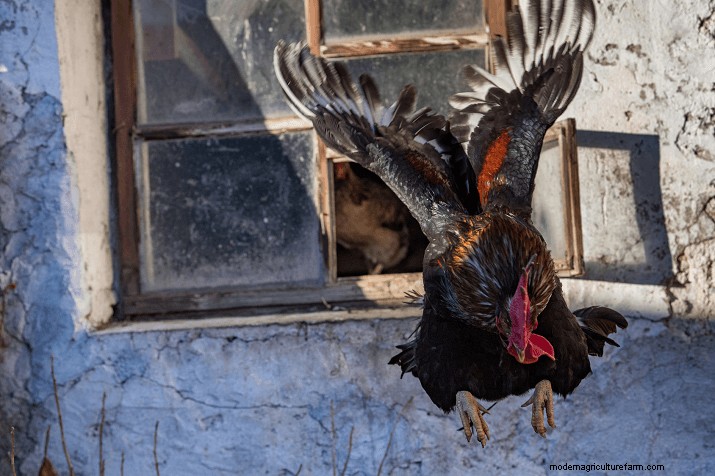 Do Chickens Fly? Debunking Common Myths About Chicken Flight