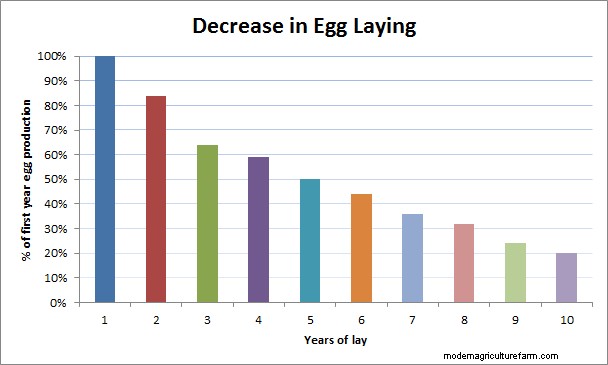 Chicken Egg Laying Duration: Factors & Lifespan