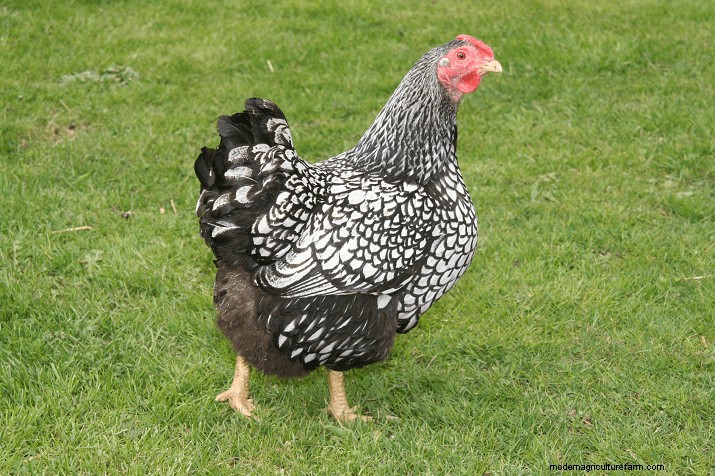 Chicken Egg Laying Duration: Factors & Lifespan