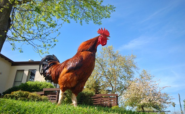 Chicken Egg Laying Duration: Factors & Lifespan