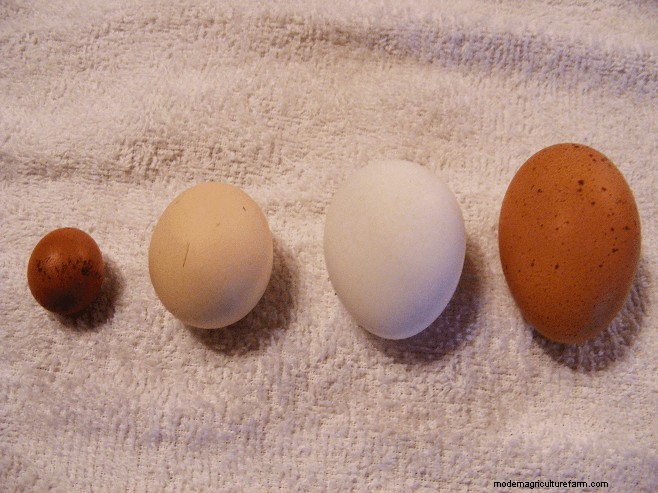 Chicken Egg Laying Duration: Factors & Lifespan