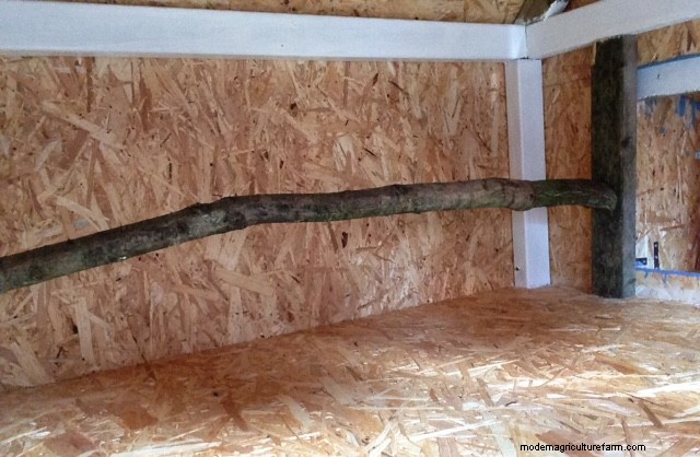 Raising Chickens in Small Spaces: A Comprehensive Guide