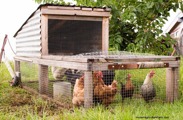 Raising Chickens in Small Spaces: A Comprehensive Guide