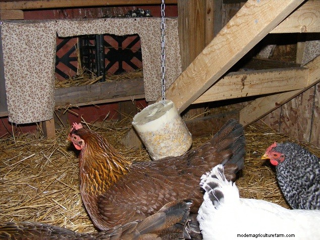 Winter Chicken Enrichment: 4 Ways to Combat Boredom & Promote Harmony