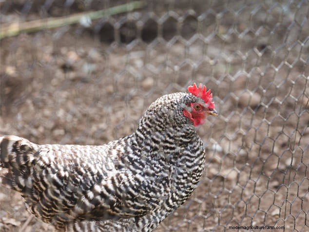 Winter Chicken Enrichment: 4 Ways to Combat Boredom & Promote Harmony