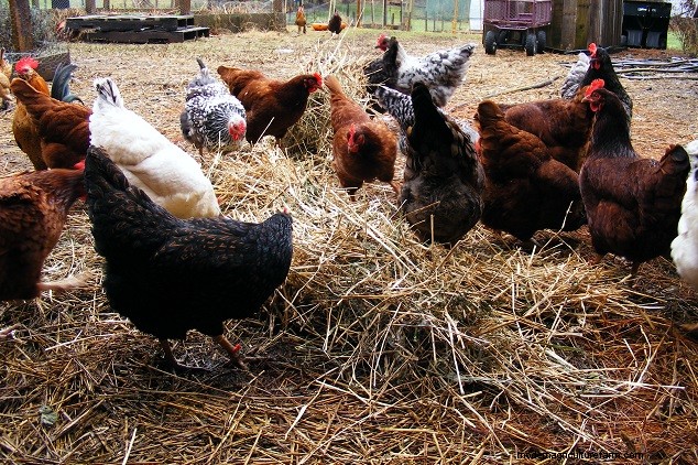 Winter Chicken Enrichment: 4 Ways to Combat Boredom & Promote Harmony