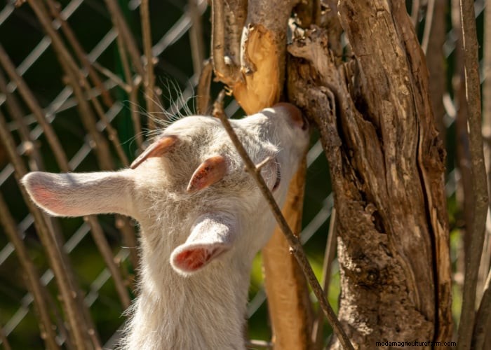 Protect Your Trees: 9 Effective Goat-Proofing Strategies