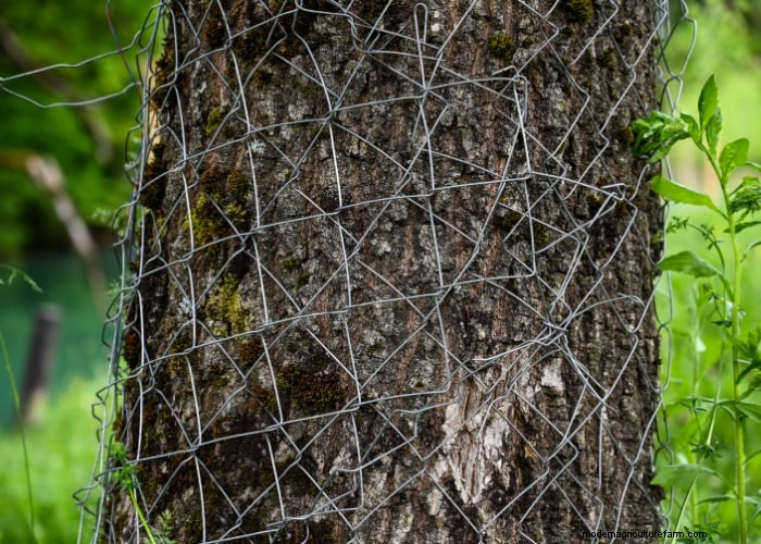 Protect Your Trees: 9 Effective Goat-Proofing Strategies