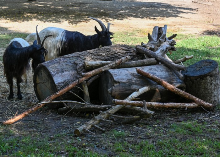 Protect Your Trees: 9 Effective Goat-Proofing Strategies