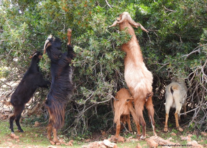 Protect Your Trees: 9 Effective Goat-Proofing Strategies