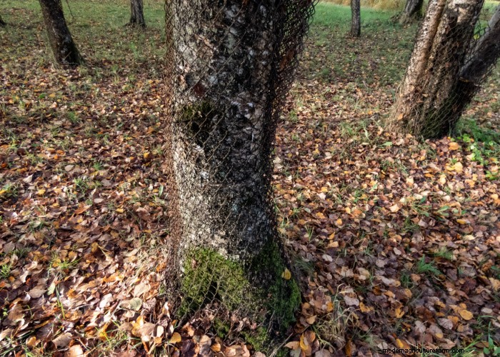 Protect Your Trees: 9 Effective Goat-Proofing Strategies