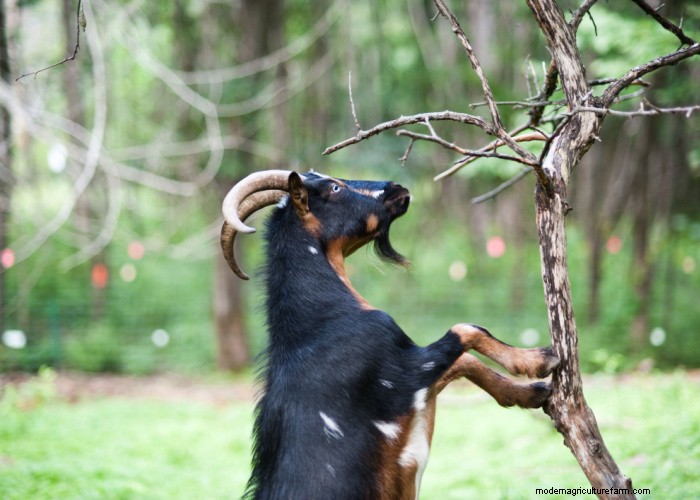 Protect Your Trees: 9 Effective Goat-Proofing Strategies