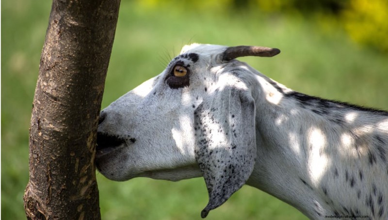 Protect Your Trees: Preventing Goats from Eating Bark | Chickens All