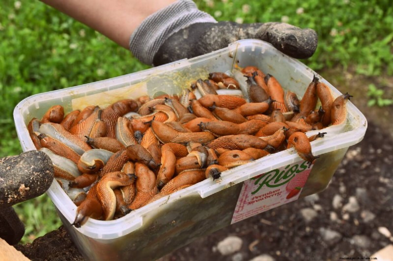 No-Dig Gardening: 5 Hidden Challenges & How to Overcome Them