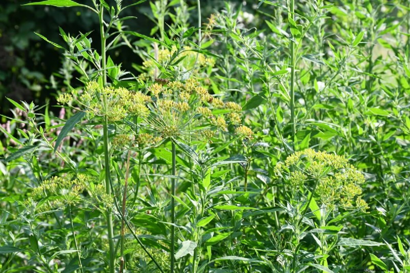 No-Dig Gardening: 5 Hidden Challenges & How to Overcome Them
