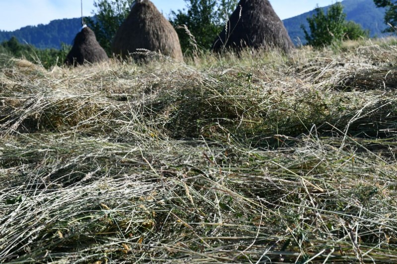 No-Dig Gardening: 5 Hidden Challenges & How to Overcome Them