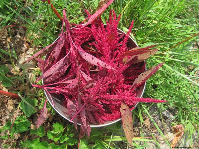 June Planting Guide: Vegetables for a Summer Harvest