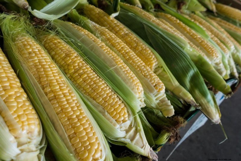 June Planting Guide: Vegetables for a Summer Harvest
