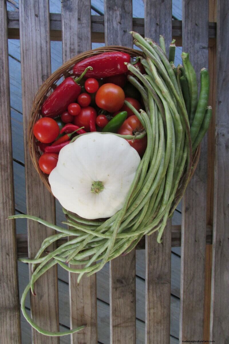 June Planting Guide: Vegetables for a Summer Harvest