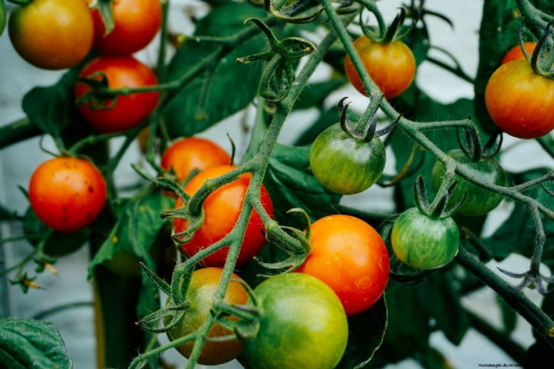 June Planting Guide: Vegetables for a Summer Harvest
