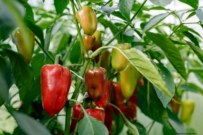 June Planting Guide: Vegetables for a Summer Harvest