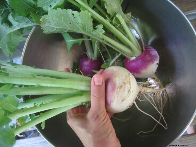 Rediscovering Lost European Food Heritage: Forgotten Crops & Their Origins