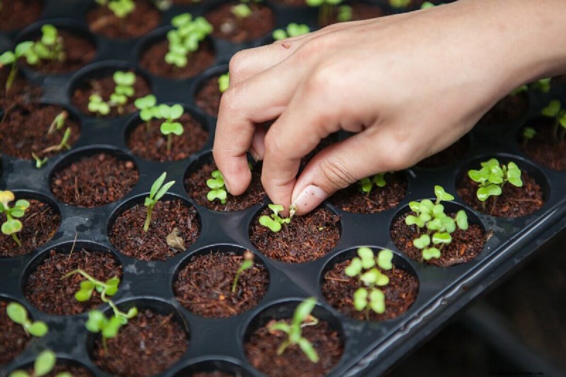 Hobby Farming: A Comprehensive Guide to Small-Scale Farming