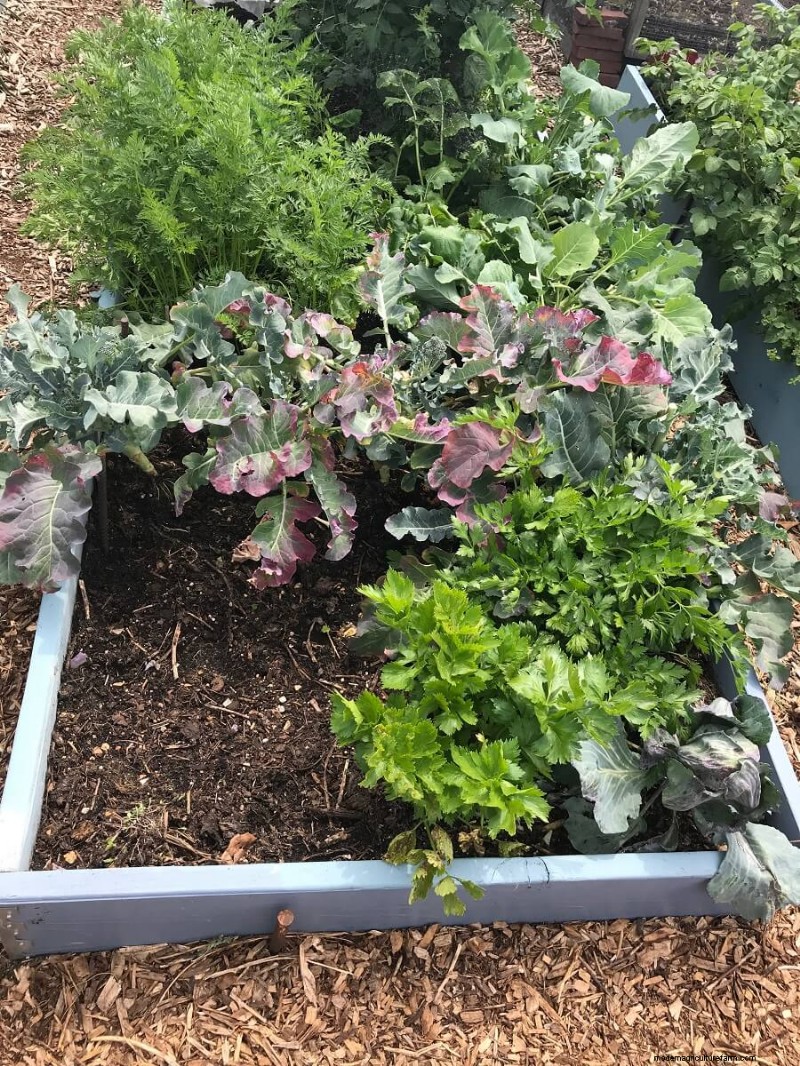 Choosing the Right Size for Your Vegetable Garden: A Comprehensive Guide