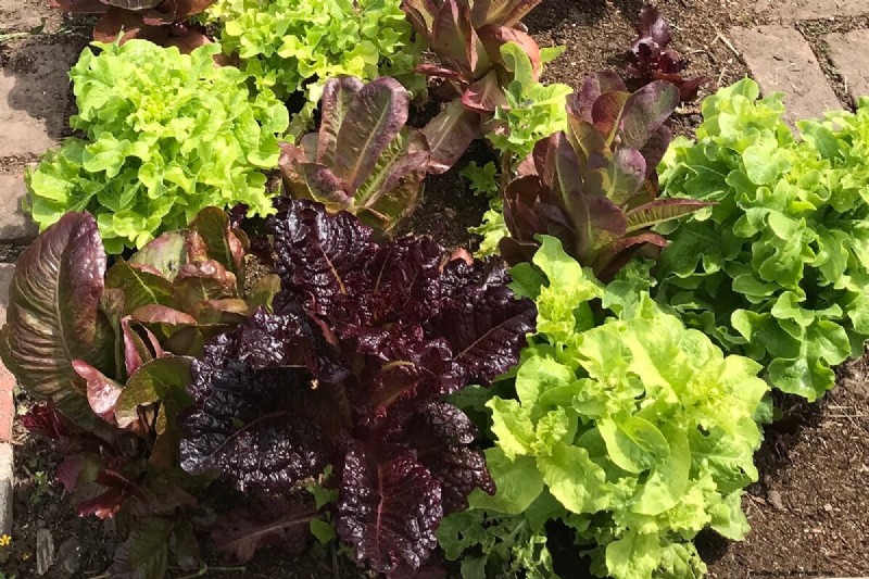 Choosing the Right Size for Your Vegetable Garden: A Comprehensive Guide