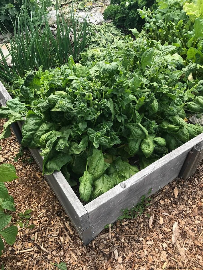 Choosing the Right Size for Your Vegetable Garden: A Comprehensive Guide