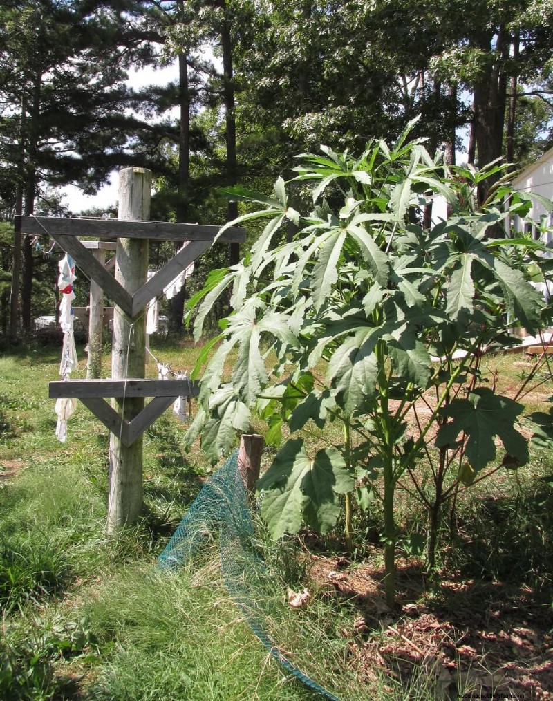 Choosing the Right Size for Your Vegetable Garden: A Comprehensive Guide
