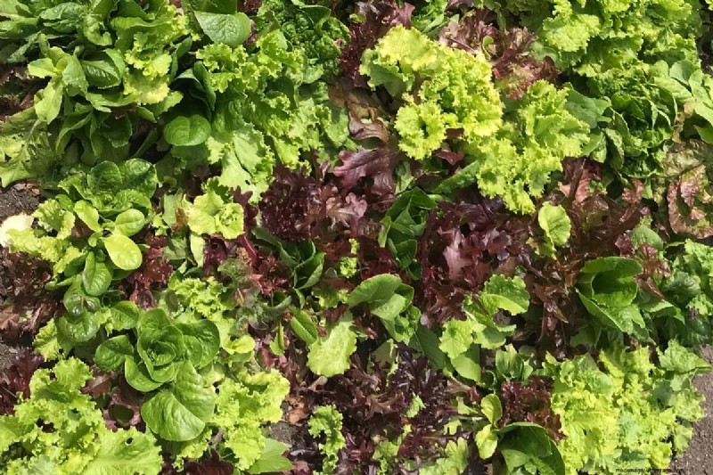 Choosing the Right Size for Your Vegetable Garden: A Comprehensive Guide