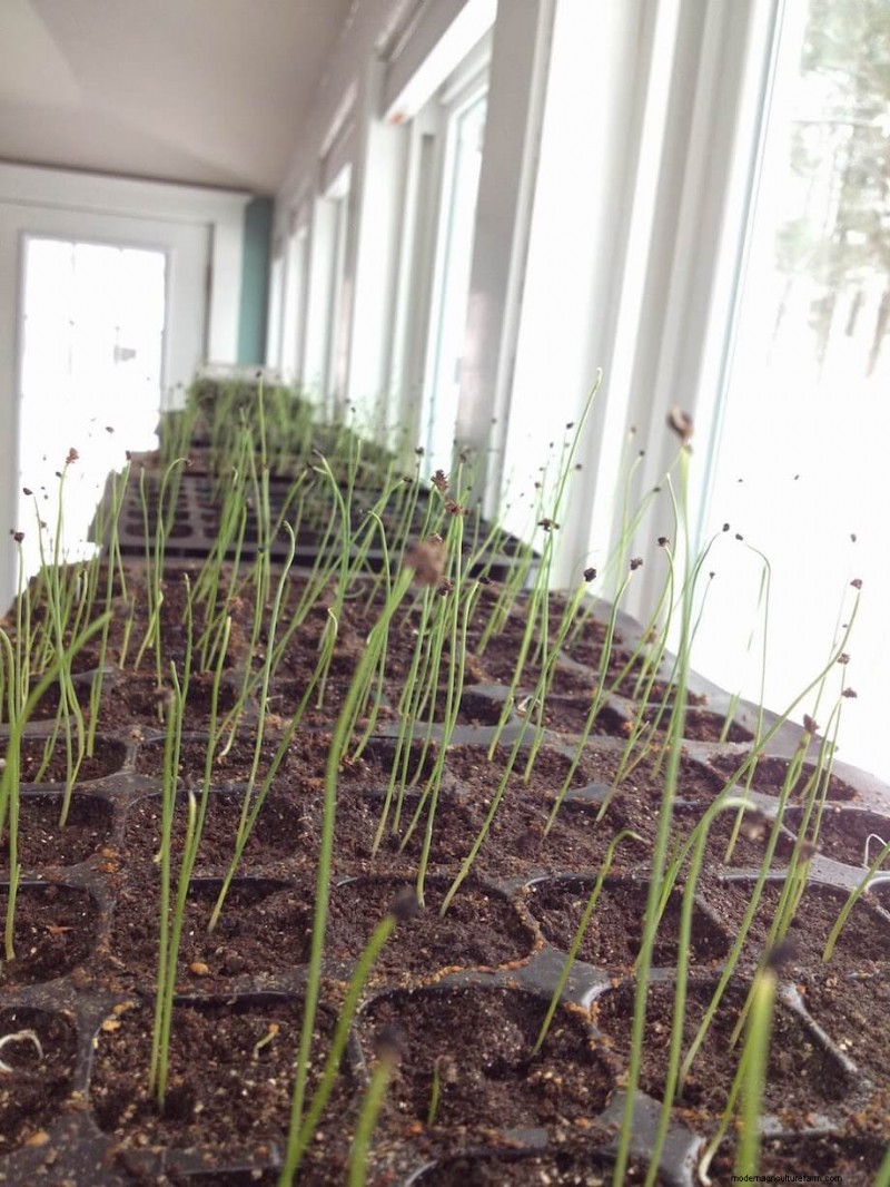 Leek Growing Guide: Planting, Care & Harvesting for Delicious Results