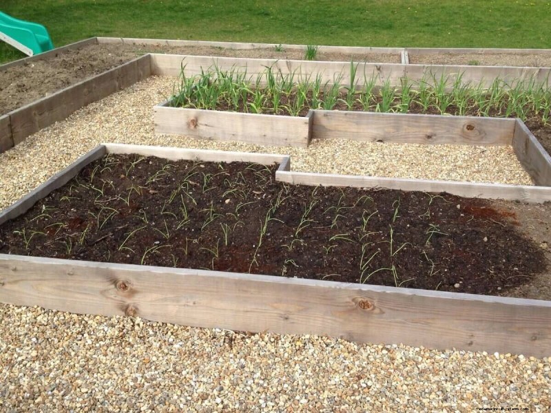 Leek Growing Guide: Planting, Care & Harvesting for Delicious Results