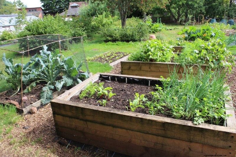 Productive Vegetable Garden Plans: Designs for Every Space