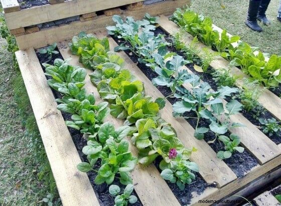 Productive Vegetable Garden Plans: Designs for Every Space