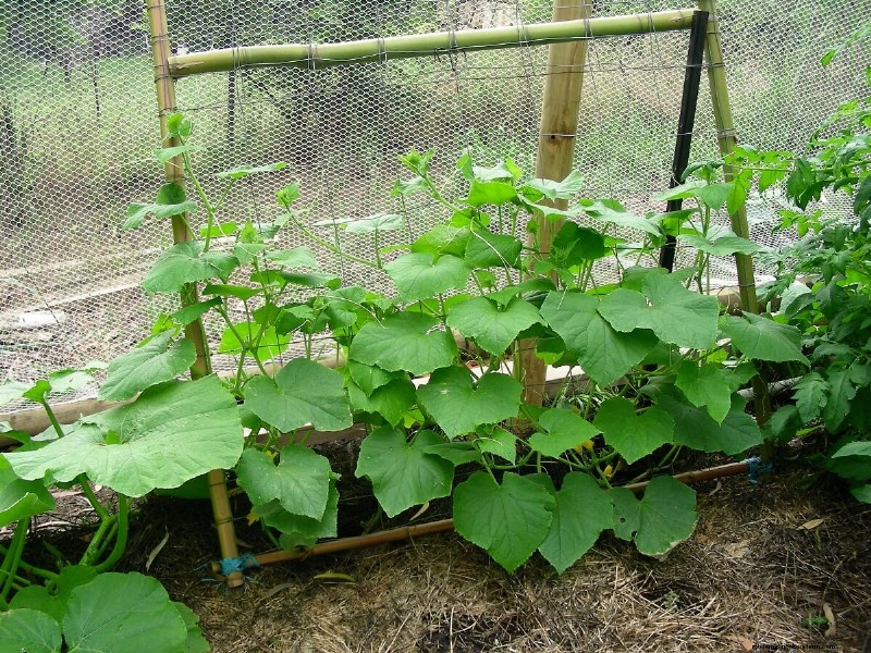 Productive Vegetable Garden Plans: Designs for Every Space