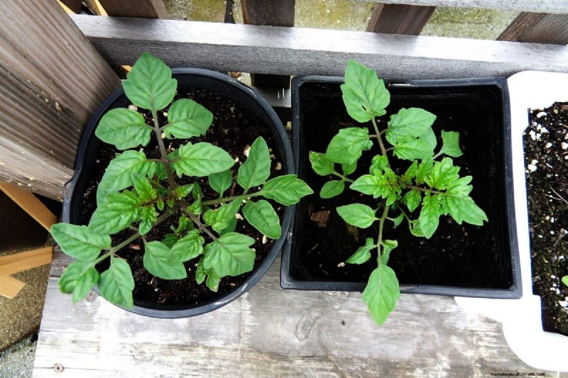 Best Tomato Fertilizer: Grow Bigger, More Flavorful Tomatoes