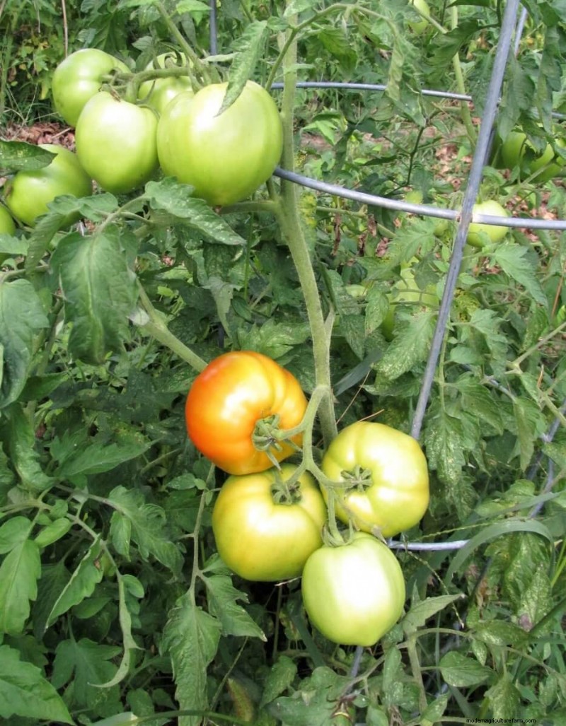 Best Tomato Fertilizer: Grow Bigger, More Flavorful Tomatoes