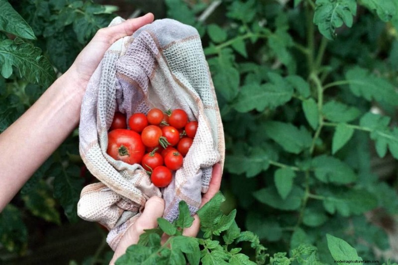 Best Tomato Fertilizer: Grow Bigger, More Flavorful Tomatoes