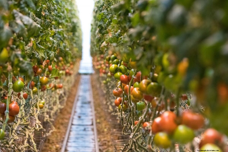 Best Tomato Fertilizer: Grow Bigger, More Flavorful Tomatoes