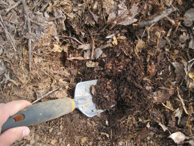 Best Tomato Fertilizer: Grow Bigger, More Flavorful Tomatoes