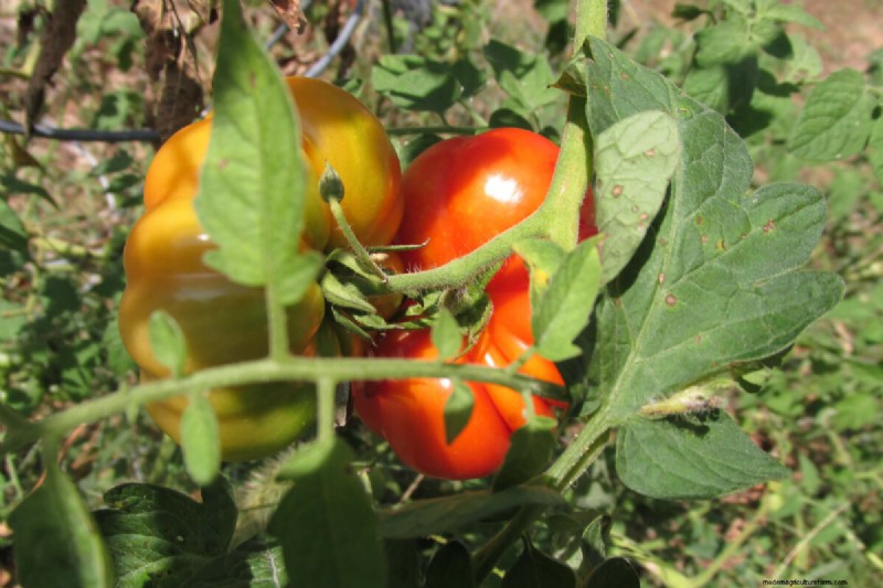 Best Tomato Fertilizer: Grow Bigger, More Flavorful Tomatoes
