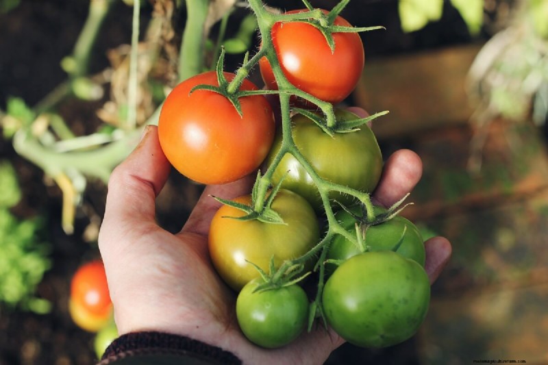 Best Tomato Fertilizer: Grow Bigger, More Flavorful Tomatoes