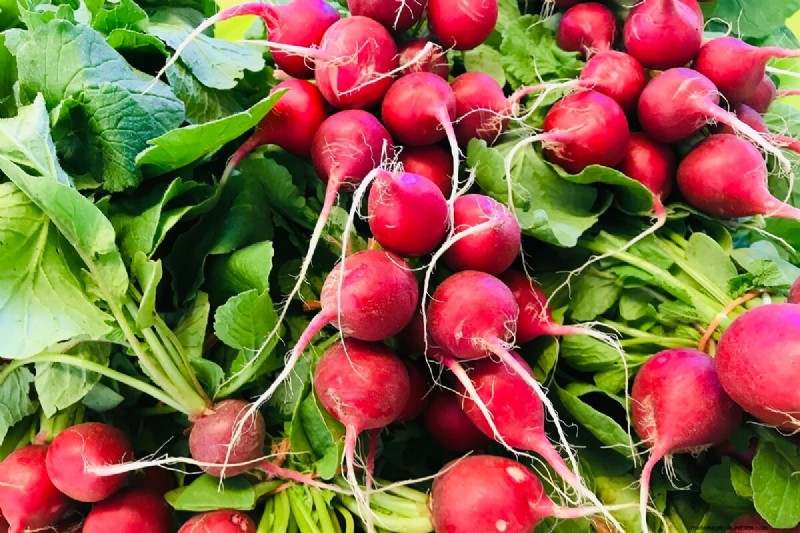 7 Easiest Vegetables to Grow for Beginners