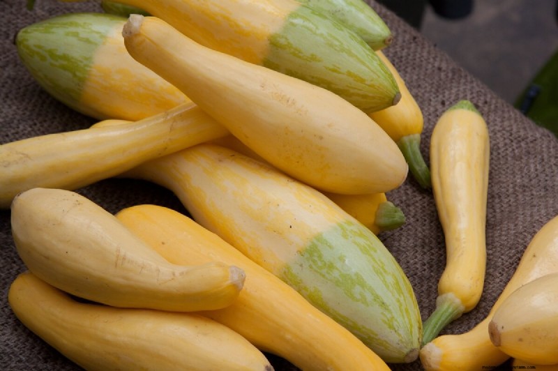 7 Easiest Vegetables to Grow for Beginners