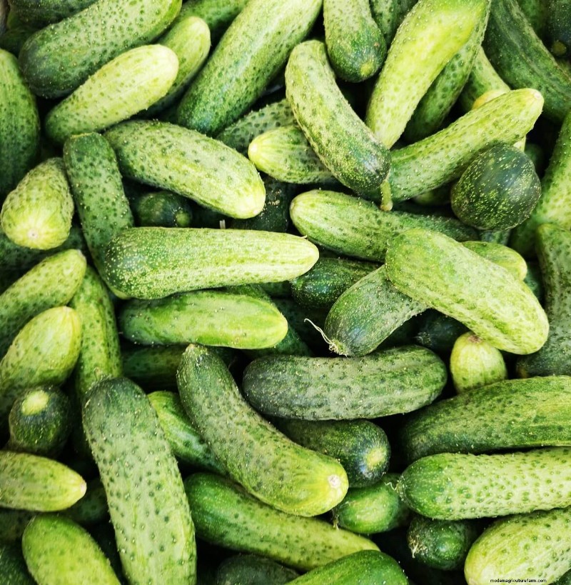 7 Easiest Vegetables to Grow for Beginners