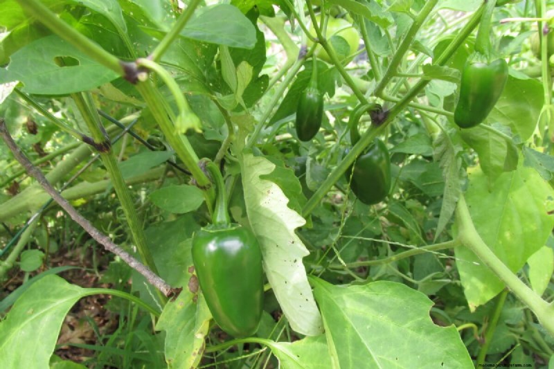 7 Easiest Vegetables to Grow for Beginners