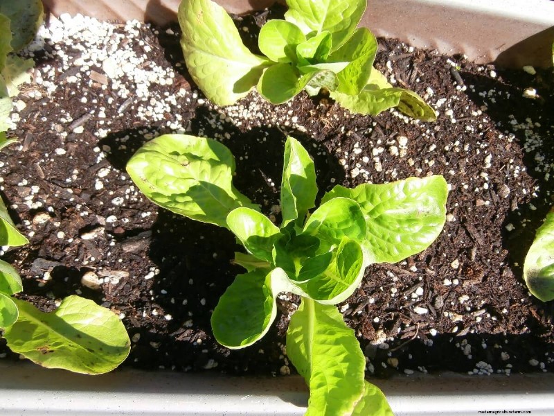 Indoor Lettuce Growing: A Complete Guide for Year-Round Freshness