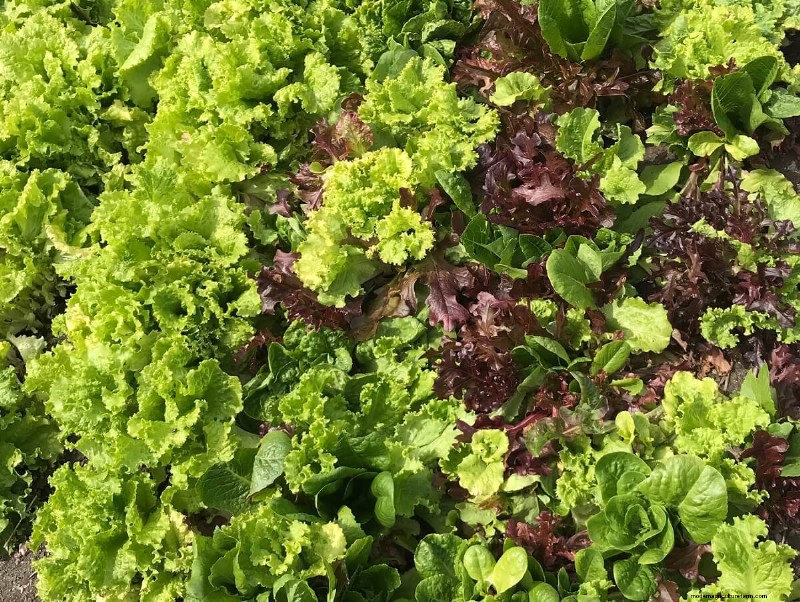Indoor Lettuce Growing: A Complete Guide for Year-Round Freshness